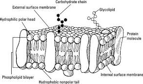 Think Of It As A Gatekeeper Guardian Or Border Guard Despite Being Only 6 To 10 Nanometers Th Cell Membrane Coloring Worksheet Plasma Membrane Cell Membrane