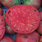 Delicious, rich, slightly acidic tomato flavors. Garden Ready Tomato Plants For Sale 59 Varieties Free Shipping