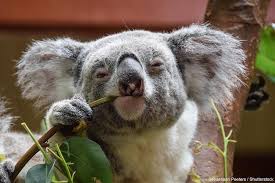 Koala adalah mamalia kecil yang ditemukan di berbagai jenis hutan di wilayah australia tenggara uniknya hewan ini terkenal hanya makan daun pohon eucalyptus. 7 Fakta Ilmiah Ini Menunjukkan Koala Adalah Hewan Yang Liar Dan Buas