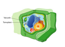 The general animal cell functions are attributed to the specific role of the various parts. Vacuole Definition Structure And Functions Biology Dictionary