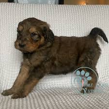 It is colored in golden, red, white, yellow and apricot. Mini Goldendoodle For Sale California Mini Goldendoodle For Sale Florida