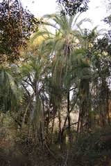 Image result for Hymenodictyon austro-africanum