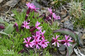 Image result for Silene kiwuensis