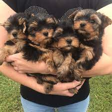 Parti yorkie puppies for sale in nc. Yorkie Puppy For Sale Around Me Home Facebook