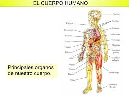 Resultado de imagen para cuerpo humano
