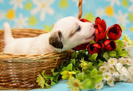 Whether you regularly trip over them or just don't want to have them out when guests come over, we don't blame you. Dog Puppy Baby Crumb Basket Flowers Wallpapers Hd Desktop And Mobile Backgrounds