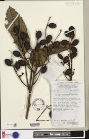 Image result for Pachylobus