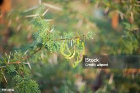 Image result for Acacia karroo