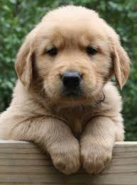 Warna bulu pada ayam diatur oleh gen c dan gen i. 120 Ide Anjing Lucu Terbaik Di 2021 Anjing Lucu Anjing Lucu