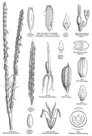 Image result for Zonotriche