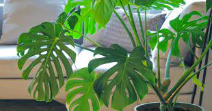 Wenn sich gelegentlich ein bis drei gelbe blätter an der monstera im unteren pflanzenbereich bilden, ist dies kein grund zur besorgnis. Monstera Pflegen Und Schneiden Liebe Deinen Garten