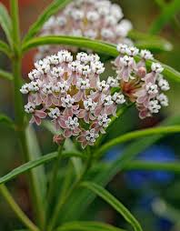 Specializing In Rare And Unusual Annual And Perennial Plants Including Cottage Garden Heirlooms And Hard To Find California Native W In 2020 Milkweed Asclepias Plants