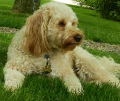 We did not find results for: Tibetan Terrier Complete Guide Info Pictures Care More Pet Keen
