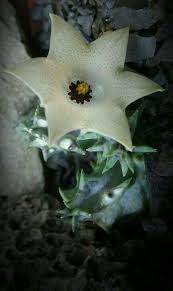 Pin De S Tl Em Rasteniya Dlya Doma Em 2020 Suculentas Orquidea Cactos E Suculentas