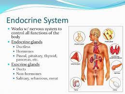 Endocrine System Endocrine System Endocrine Disorders Endocrine