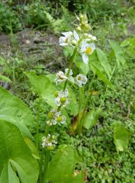 Image result for Limnophyton obtusifolium