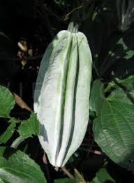 Image result for Telfairia occidentalis