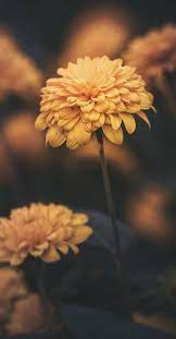 Pin By On Art Flower Aesthetic Flower Phone Wallpaper Flower Wallpaper
