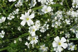 We did not find results for: How To Grow Baby S Breath Gypsophila Gardener S Path