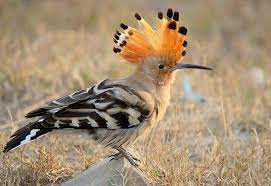 A close relationship between the hoopoe and the wood hoopoes is also supported by the. Udod Upupa Epops