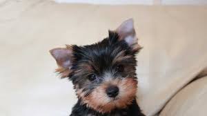 Our pup also asked me to tell you that our sample tasted pretty good. Yorkshire Terrier Puppies Everything You Need To Know The Dog People By Rover Com