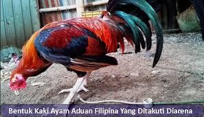 Pin Di Sabung Ayam Online