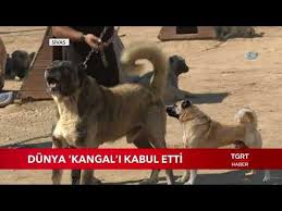 Dunya Kangal I Kabul Etti Youtube