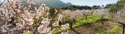 Die vielseitige insel mallorca mit der mandelblüte im frühling. Mandelblute Auf Mallorca Reisezeit Angebote Infos Urlaubsguru