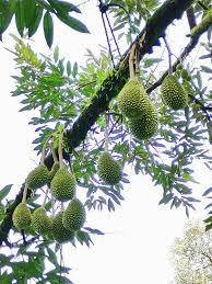 As is evident from the name, most of the alongside pahang island, bentong produces some of the best durians around. Bentong Uncle Leong Durian Homestay Home Facebook