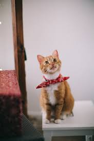 Kedi Ve Kopek Asisi Asilari Guvenle Yaptirin