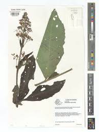 Image result for Rotheca luembensis