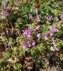 Image result for Equilabium stenosiphon