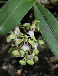 Image result for Neuracanthus africanus