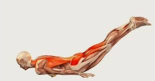 Nombre Comun Saltamontes Nombre En Sanscrito Salabhasana Nivel Intermedio Anatomia Comentario Pue Anatomia De Yoga Estiramientos De Yoga Posturas De Yoga