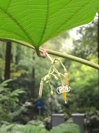 Image result for Alangium chinense