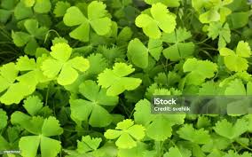 Image result for Marsilea minuta
