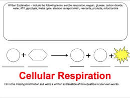 Cellular Respiration Label Diagrams And Graphic Organizer By Thesciteacher