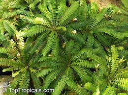 Image result for Biophytum