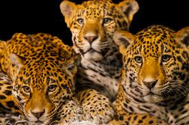 Jaguares no está entre los 500 artistas más apoyados y visitados de esta semana, su mejor puesto ha sido el 346º en mayo de 2021. Jaguares Imagen De Archivo Imagen De Endangered Modelo 34968305