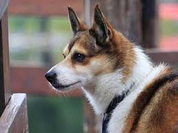 Image result for lundehund