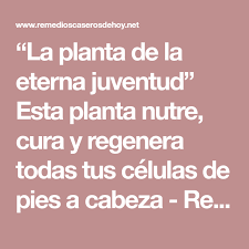 He estado investigando algunas plantas que pudieran ayudar a combatir la diabetes, pero no se si al consumirlas pudieran tener alguna contraindicación? La Planta De La Eterna Juventud Esta Planta Nutre Cura Y Regenera Todas Tus Celulas De Pies A Cabeza Remedio Para La Diabetes Remedios Para La Salud Eterna Juventud