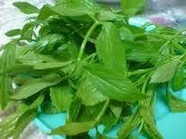 Pokok ulam raja (nama lain: Daun Ulam Raja Ban Huat Fruits Vegetables Sdn Bhd