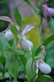Image result for Dierama parviflorum