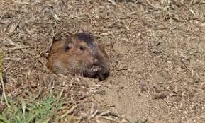 Gophers are such pests, but they're cute (in a really perverse way!). Where Do Pocket Gophers Live The Pied Piper