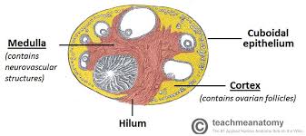 Female reproductor system female reproductive system in humans body reproductive system female organ anatomy diagram of the female reproductive system human infertility women ovary fertility charting human. The Ovaries Structure Ligaments Vascular Supply Function