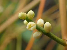 Image result for Cassytha filiformis