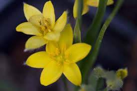 Image result for Hypoxis nyasica