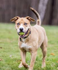 French bulldog husky mix puppies. Pitbull Husky American Bulldog Mix Mixed Breed Dogs American Bulldog Mix Dog Breeds