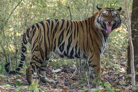 History of the Tiger in India - Tiger ...