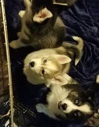 Check spelling or type a new query. Pin On Puppies For Sale